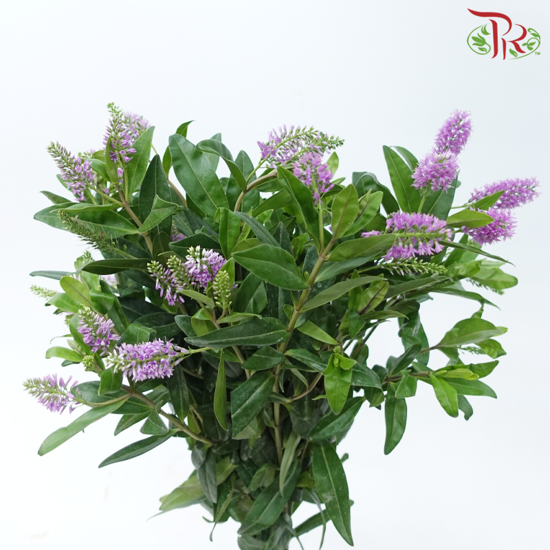 Hebe Subaplina - Cherry Pink (Per Bunch)-Cherry Pink-China-prflorist.com.my