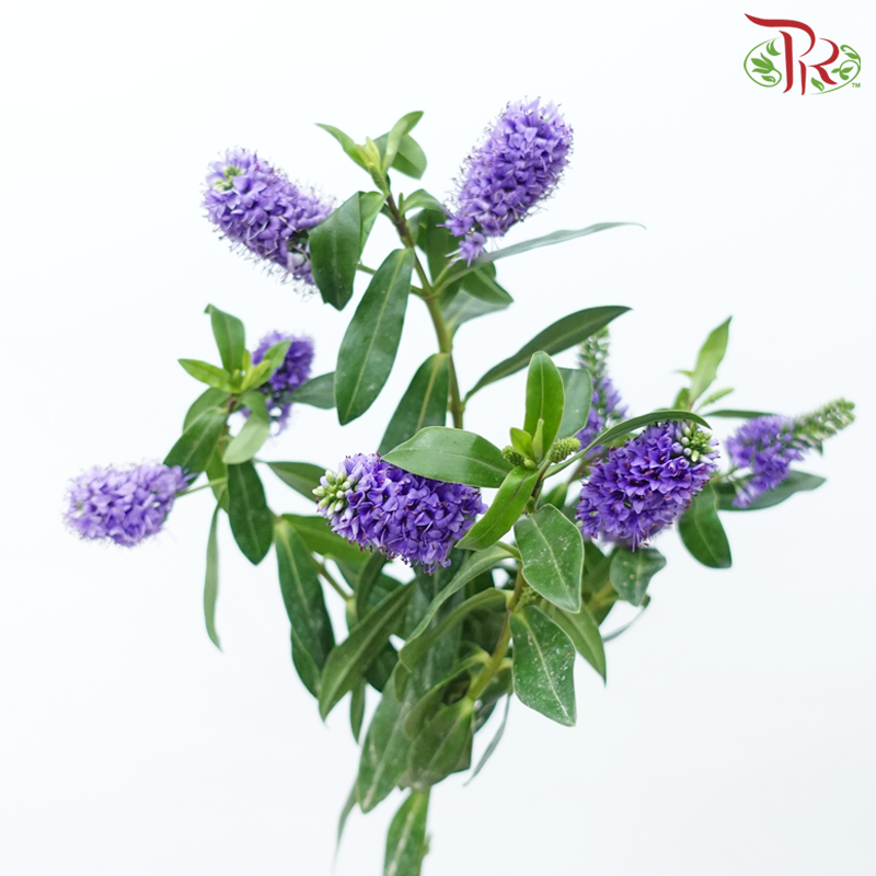 Hebe Subaplina - Purple (Per Bunch)-Purple-China-prflorist.com.my