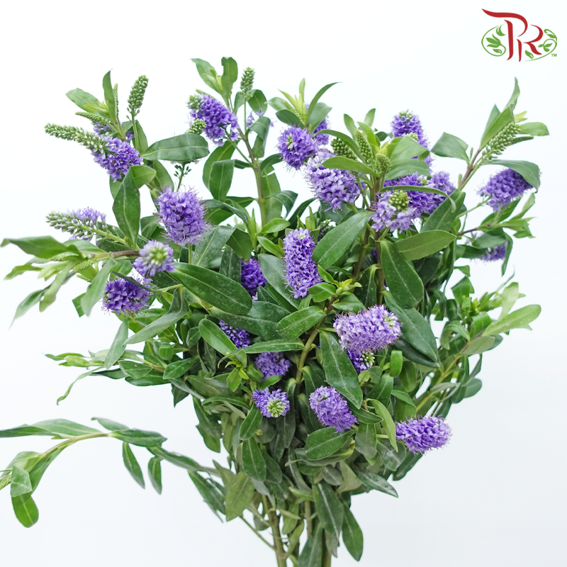 Hebe Subaplina - Purple (Per Bunch)-Purple-China-prflorist.com.my