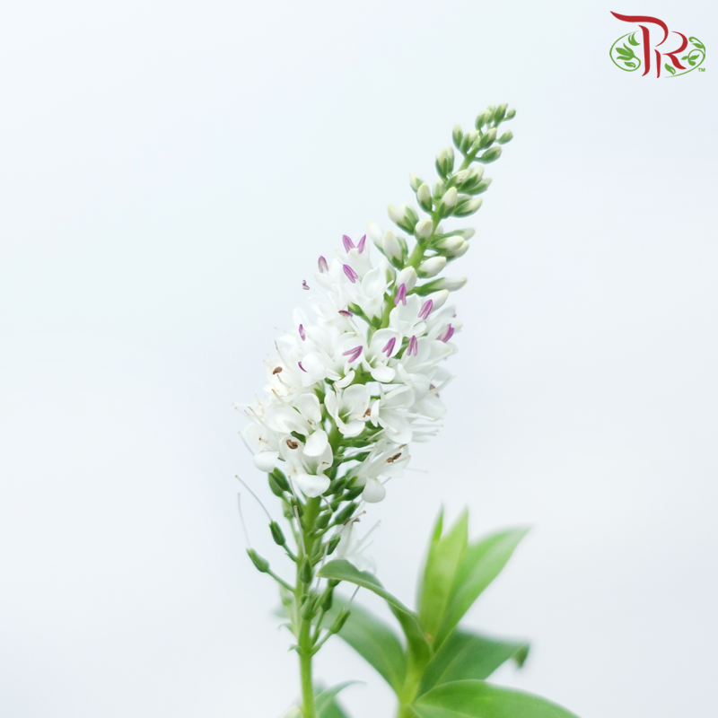 Hebe Subaplina - White (Per Bunch)-White-China-prflorist.com.my