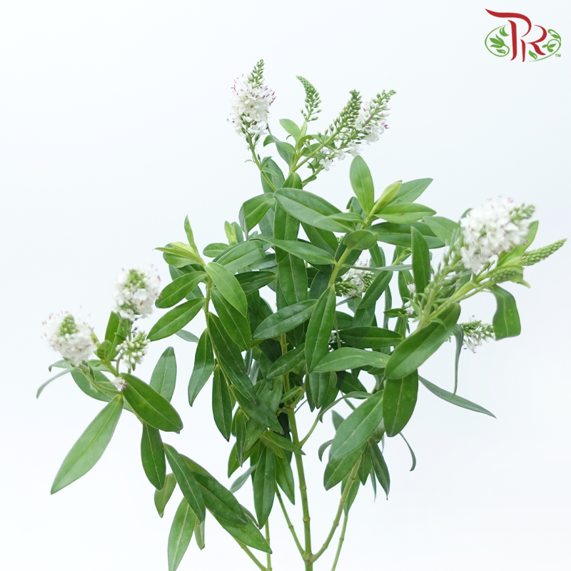 Hebe Subaplina - White (Per Bunch)-White-China-prflorist.com.my