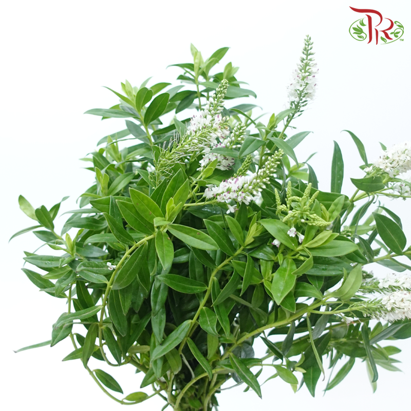 Hebe Subaplina - White (Per Bunch)-White-China-prflorist.com.my