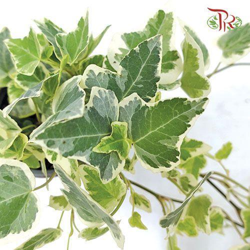 Hedera Helix White Wonder 《常春藤》-Pudu Ria Florist-prflorist.com.my