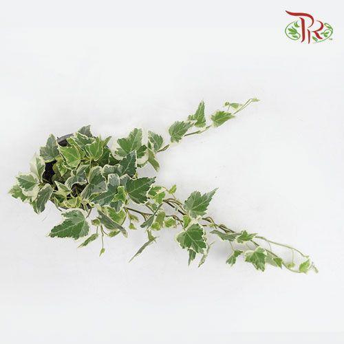 Hedera Helix White Wonder 《常春藤》-Pudu Ria Florist-prflorist.com.my