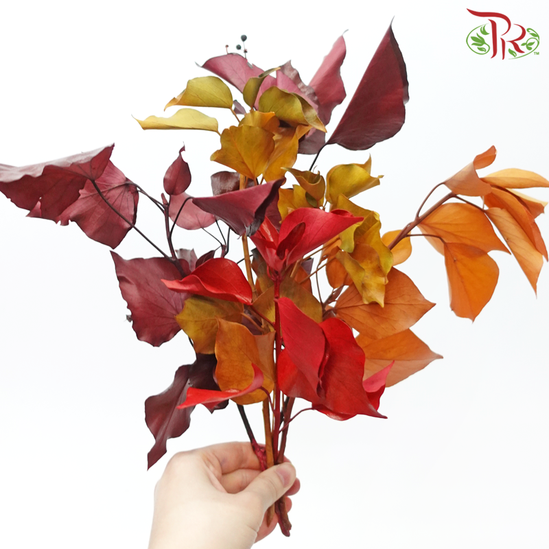 Hedera Preservative-Import-prflorist.com.my