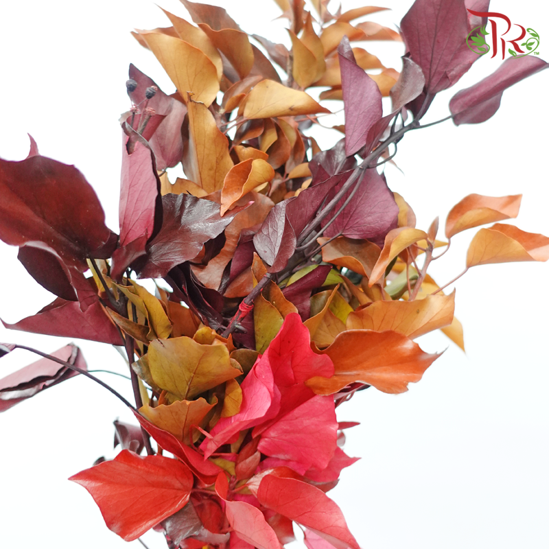 Hedera Preservative-Import-prflorist.com.my