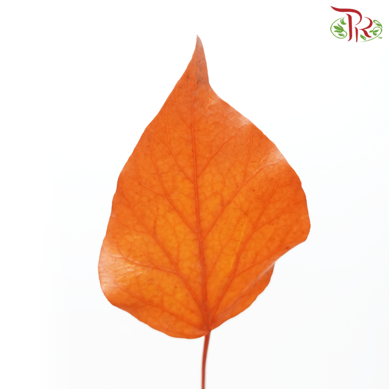 Hedera Preservative (Per Bunch)-Import-prflorist.com.my