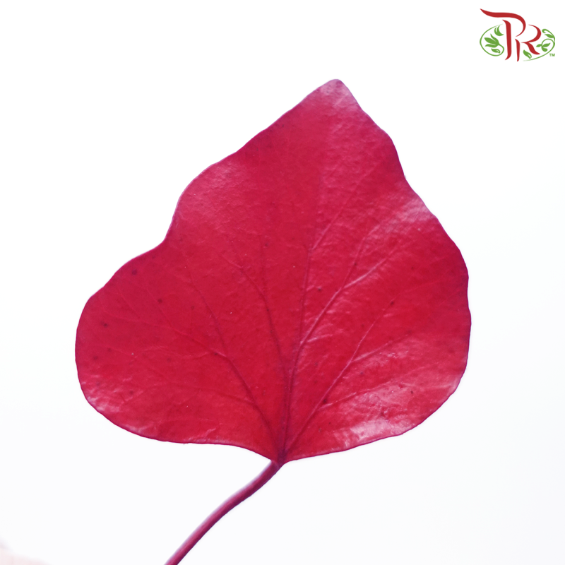 Hedera Preservative (Per Bunch)-Import-prflorist.com.my