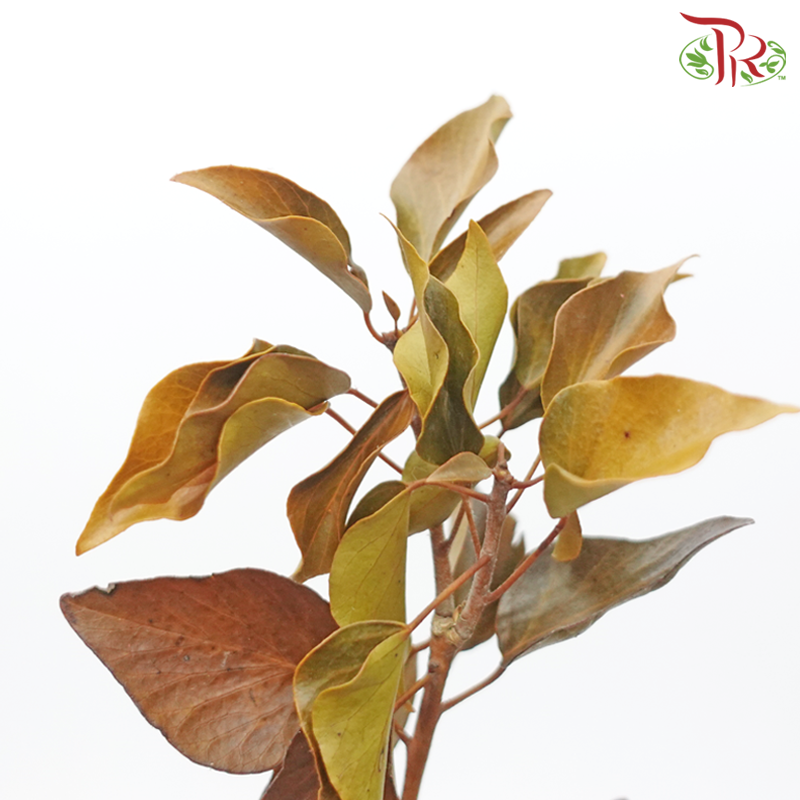 Hedera Preservative (Per Bunch)-Import-prflorist.com.my