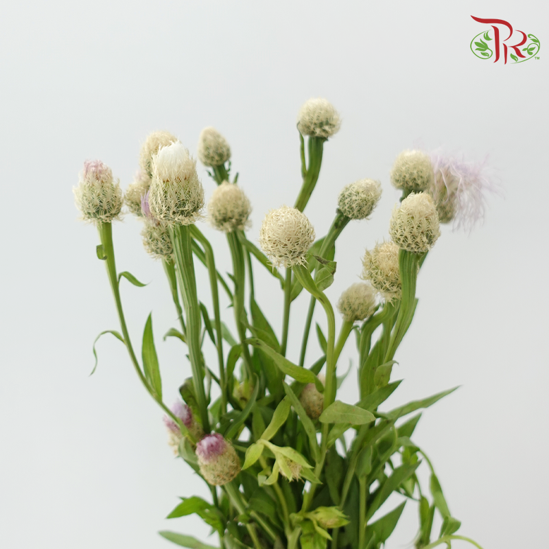 Helichrysum Bird's Nest - Lilac (Per Bunch)-Lilac-China-prflorist.com.my