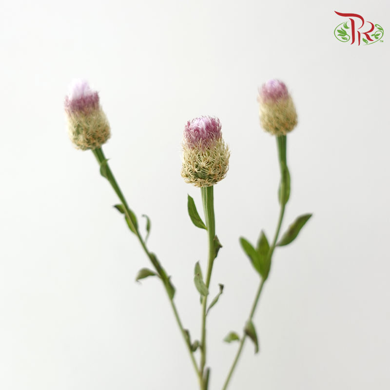 Helichrysum Bird's Nest - Lilac (Per Bunch)-Lilac-China-prflorist.com.my