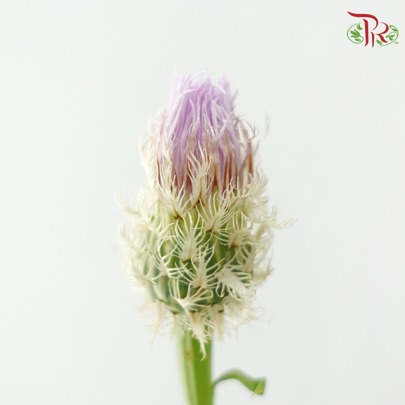 Helichrysum Bird's Nest - Lilac (Per Bunch)-Lilac-China-prflorist.com.my