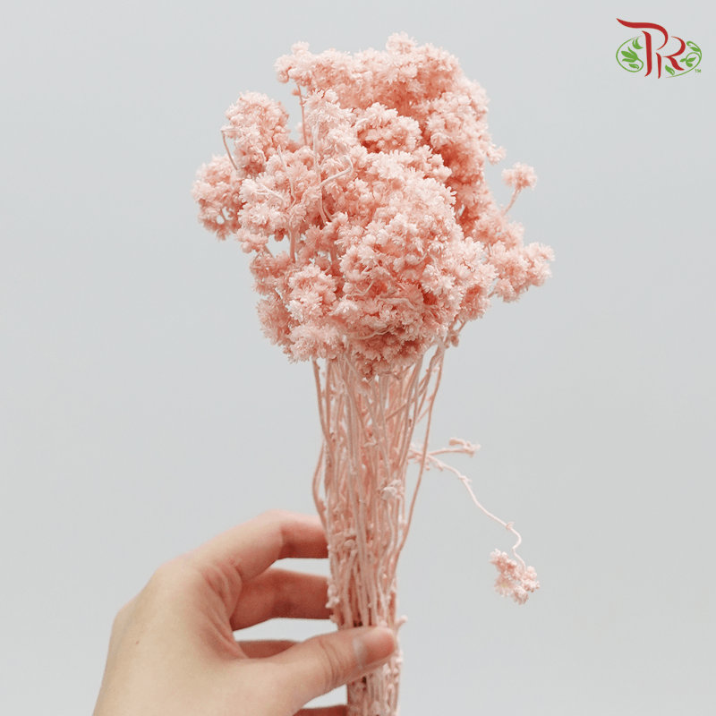 Helichrysum Crispum Preservative - Pink ( 3014-0-081 )-Pink-Japan-prflorist.com.my