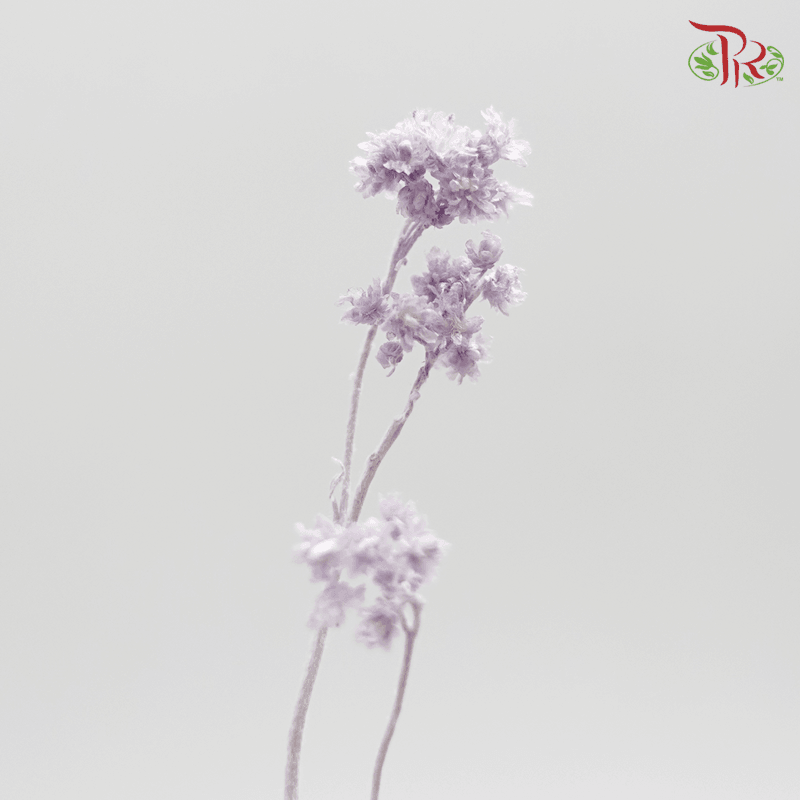 Helichrysum Crispum Preservative - Purple ( 3004-0-441 )-Purple-Japan-prflorist.com.my