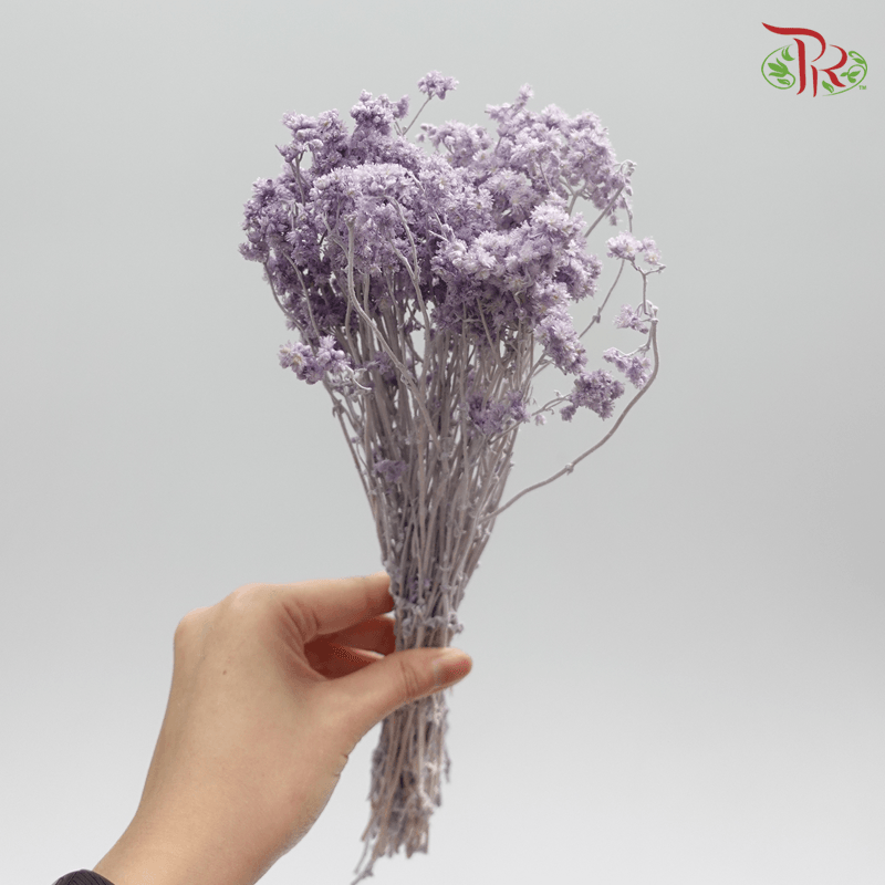 Helichrysum Crispum Preservative - Purple ( 3004-0-441 )-Purple-Japan-prflorist.com.my