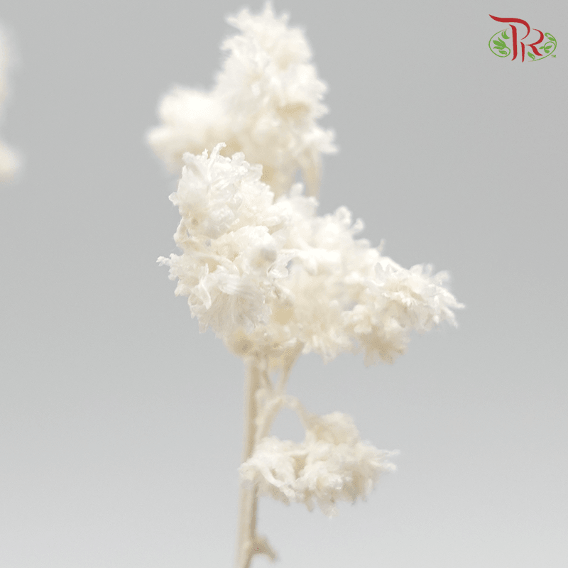 Helichrysum Crispum Preservative - White ( 3014-0-011 )-White-Japan-prflorist.com.my