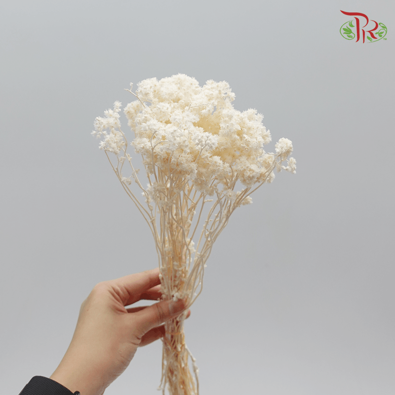 Helichrysum Crispum Preservative - White ( 3014-0-011 )-White-Japan-prflorist.com.my
