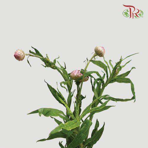 Helichrysum - Pink (Per Bunch)-Pink-China-prflorist.com.my