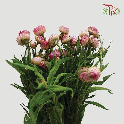 Helichrysum - Pink (Per Bunch)-Pink-China-prflorist.com.my