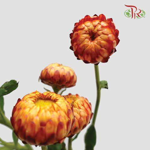 Helichrysum - Red (Per Bunch)-Red-China-prflorist.com.my