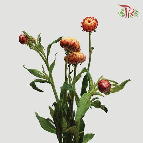 Helichrysum - Red (Per Bunch)-Red-China-prflorist.com.my