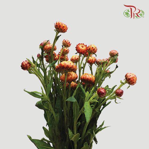 Helichrysum - Red (Per Bunch)-Red-China-prflorist.com.my