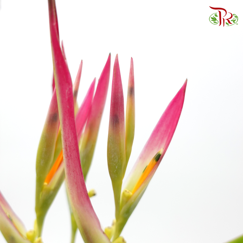 Heliconia Sassy (5 Stems)-Kenya-prflorist.com.my