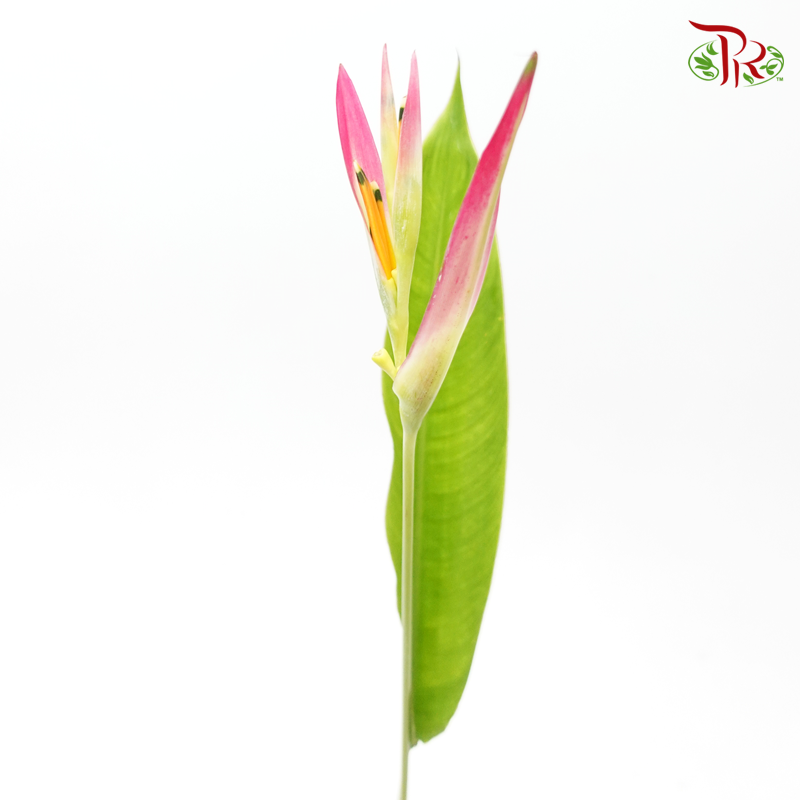 Heliconia Sassy (5 Stems)-Kenya-prflorist.com.my
