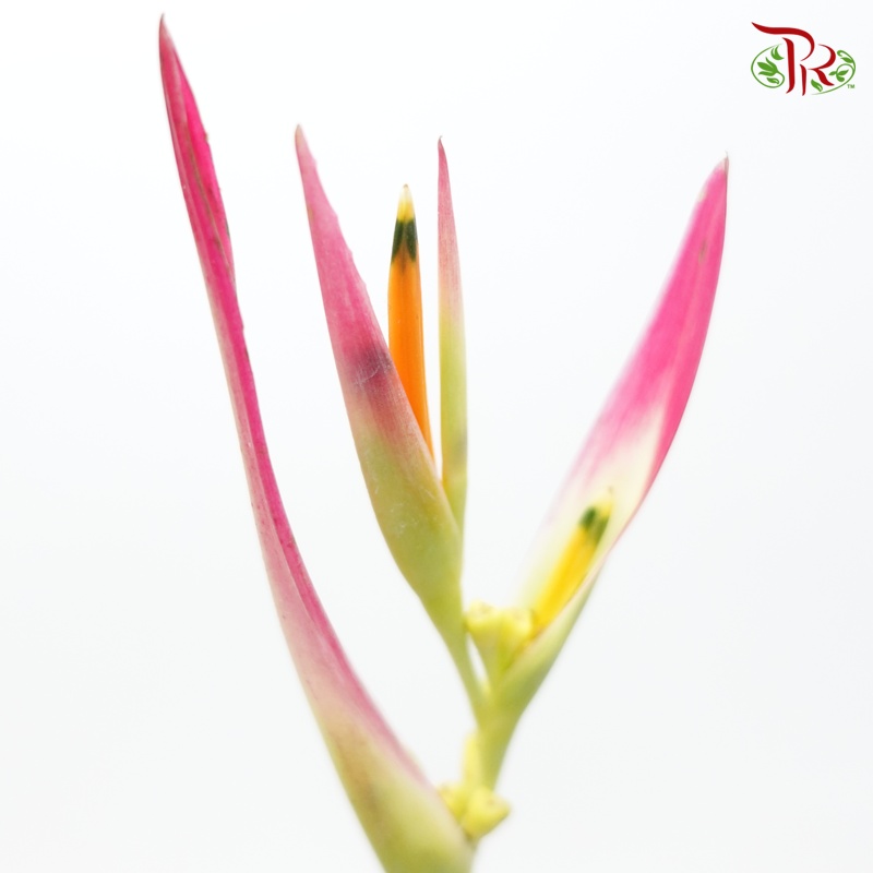 Heliconia Sassy (5 Stems)-Kenya-prflorist.com.my