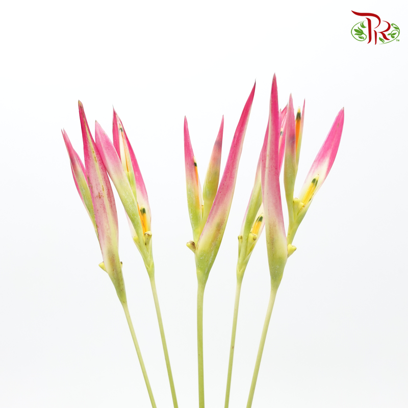 Heliconia Sassy (5 Stems)-Without Leaves-Kenya-prflorist.com.my