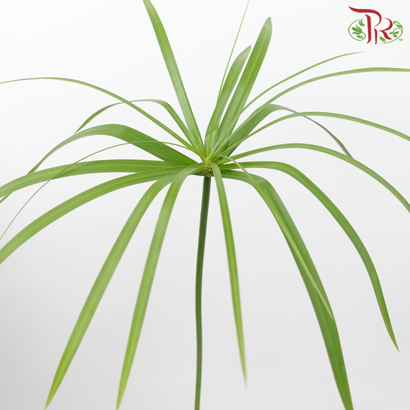 Helicopter Leaf (Per Bunch)-Malaysia-prflorist.com.my