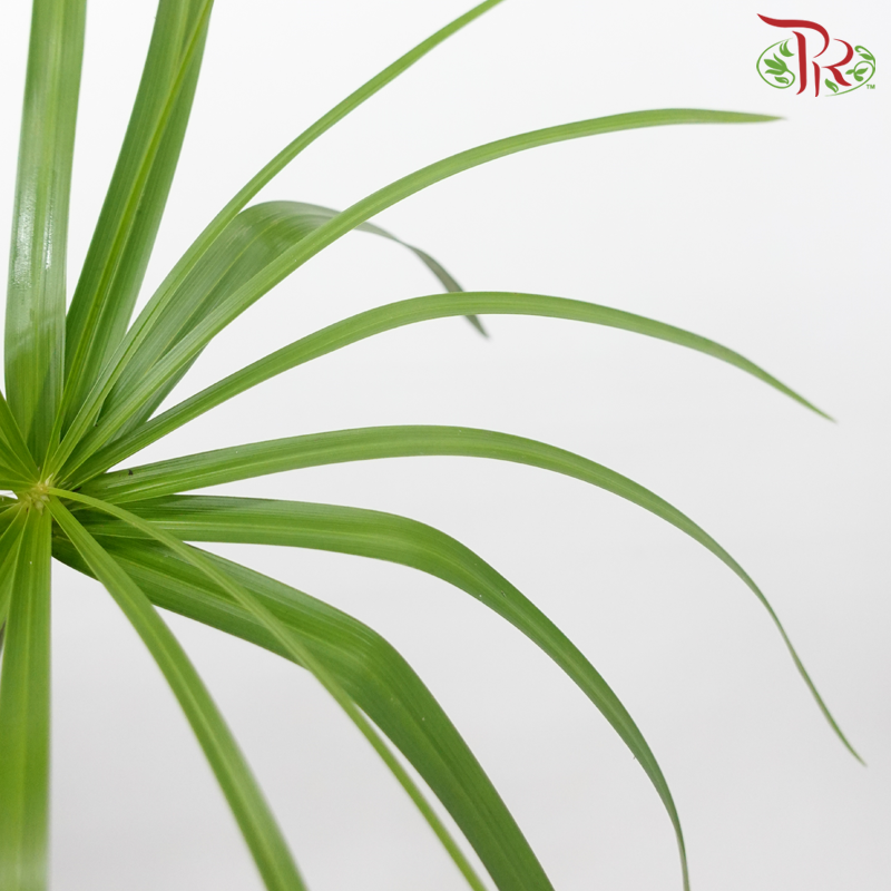 Helicopter Leaf (Per Bunch)-Malaysia-prflorist.com.my