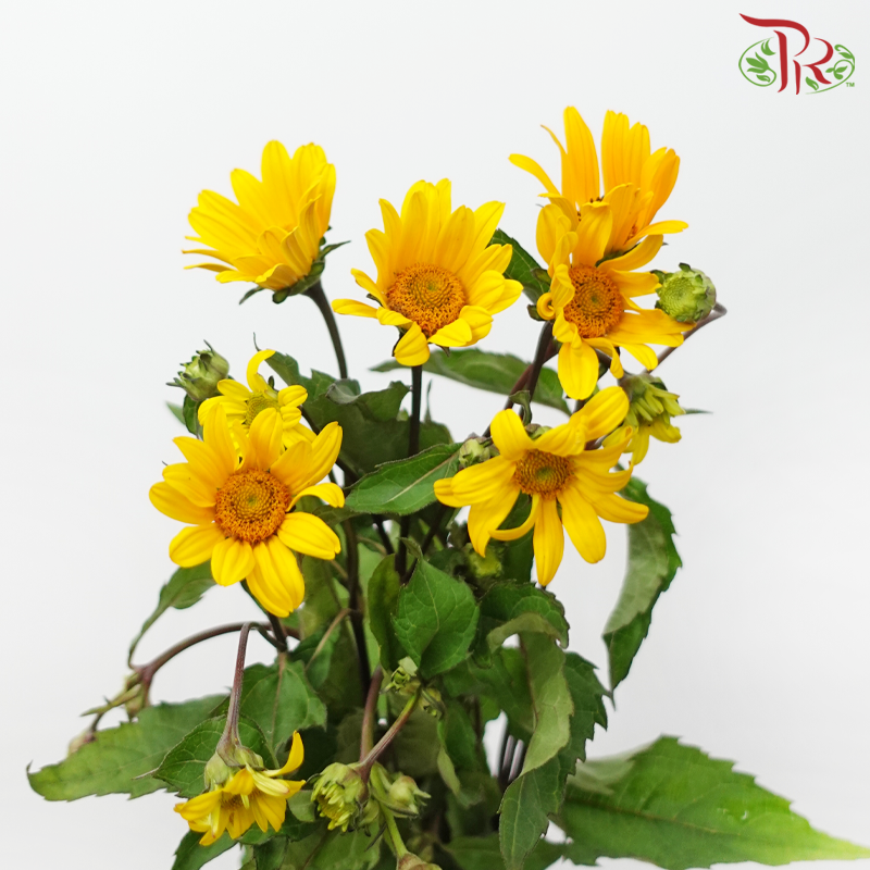 Heliopsis Helianthoides - Golden Yellow (5 Stems)-Yellow-Japan-prflorist.com.my