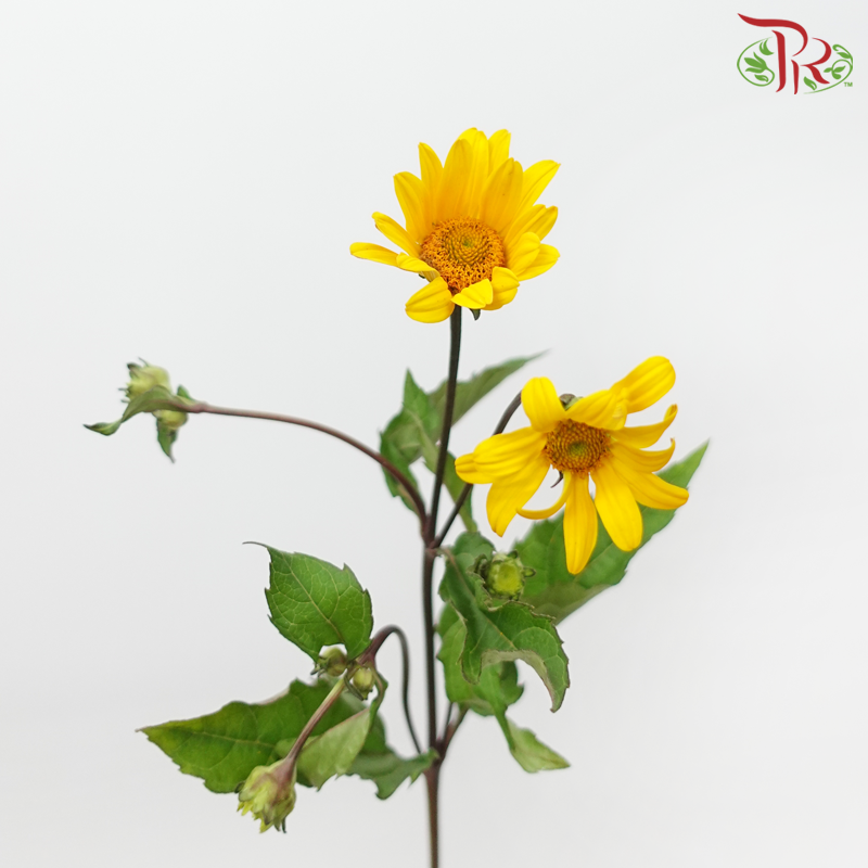 Heliopsis Helianthoides - Golden Yellow (5 Stems)-Yellow-Japan-prflorist.com.my