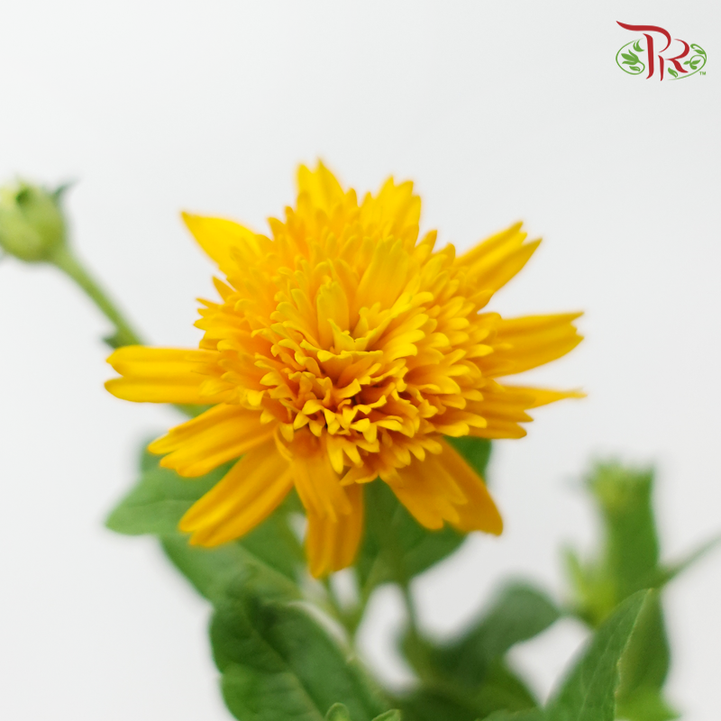 Heliopsis Helianthoides - Orange (5 Stems)-Orange-Japan-prflorist.com.my