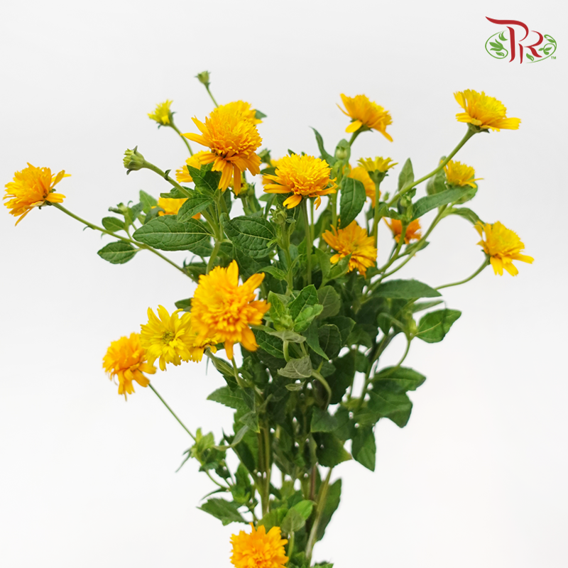 Heliopsis Helianthoides - Orange (5 Stems)-Orange-Japan-prflorist.com.my