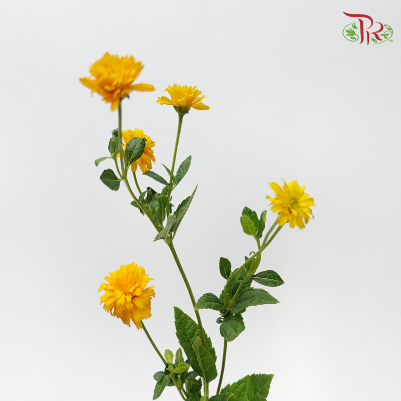 Heliopsis Helianthoides - Orange (5 Stems)-Orange-Japan-prflorist.com.my