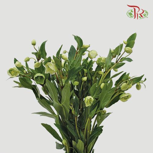 Helleborus - (5 Stems)-Netherland-prflorist.com.my
