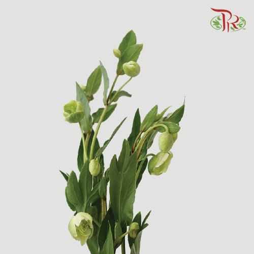 Helleborus - (5 Stems)-Netherland-prflorist.com.my