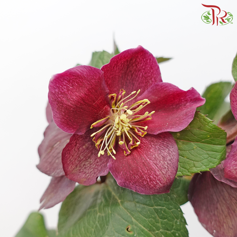 Helleborus Maroon (5 Stems)-Netherland-prflorist.com.my