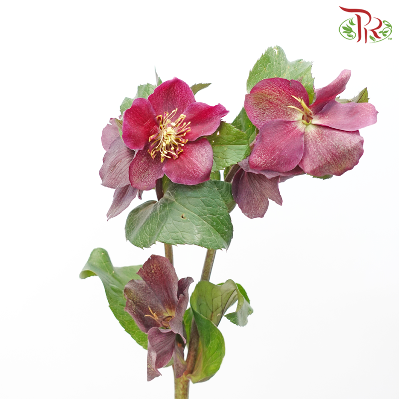 Helleborus Maroon (5 Stems)-Netherland-prflorist.com.my