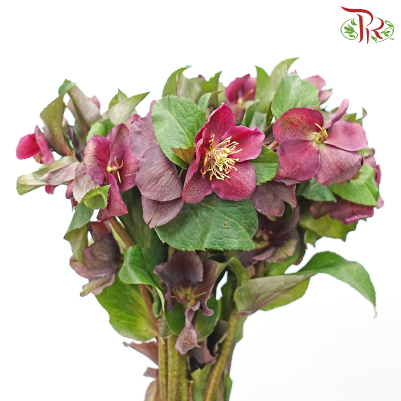 Helleborus Maroon (5 Stems)-Netherland-prflorist.com.my