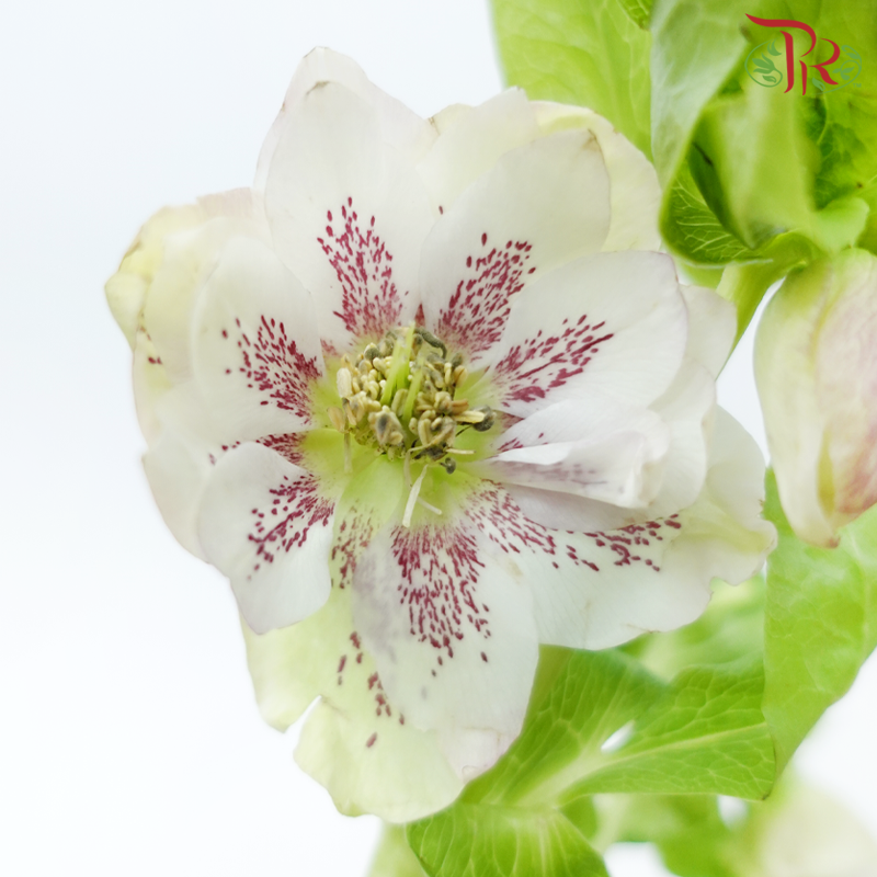 Helleborus - Pink (Per Bunch)-Pink-China-prflorist.com.my