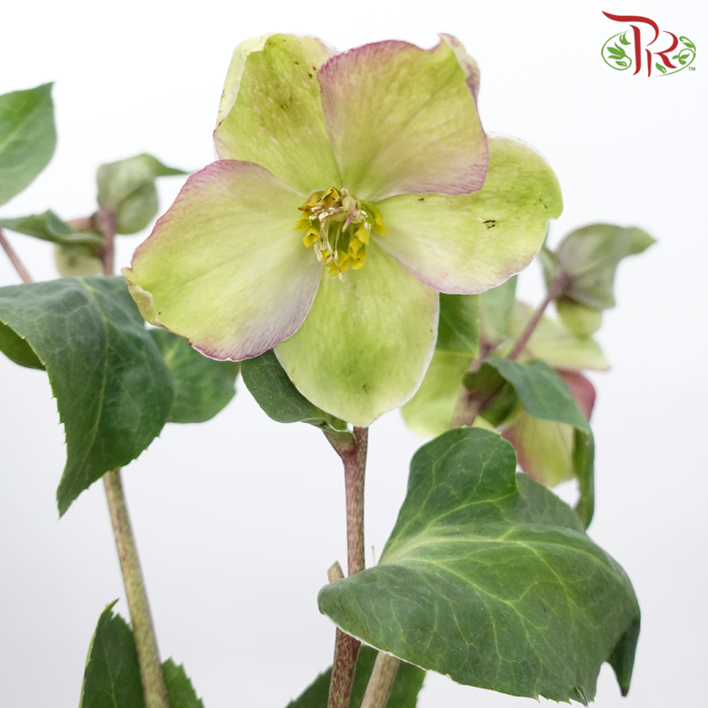 Helleborus - Pink (Per Bunch)-Pink-China-prflorist.com.my