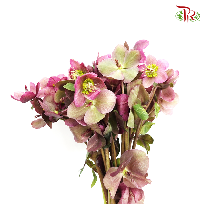 Helleborus - Pink (Per Bunch)-Pink-China-prflorist.com.my
