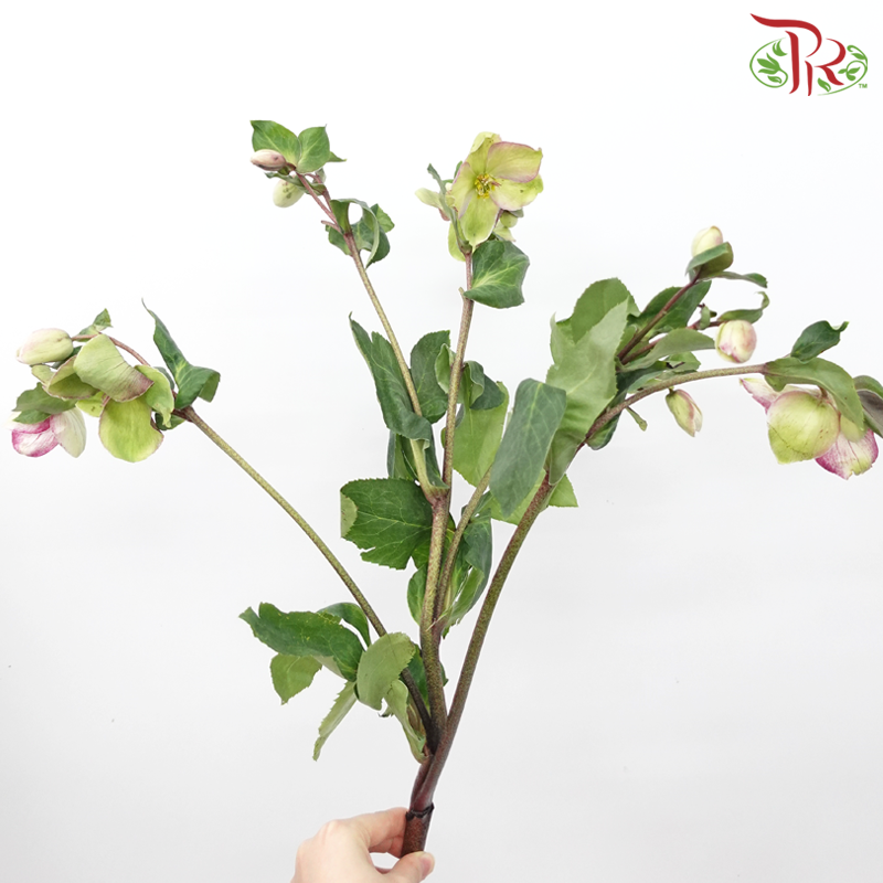 Helleborus - Pink (Per Bunch)-Pink-China-prflorist.com.my