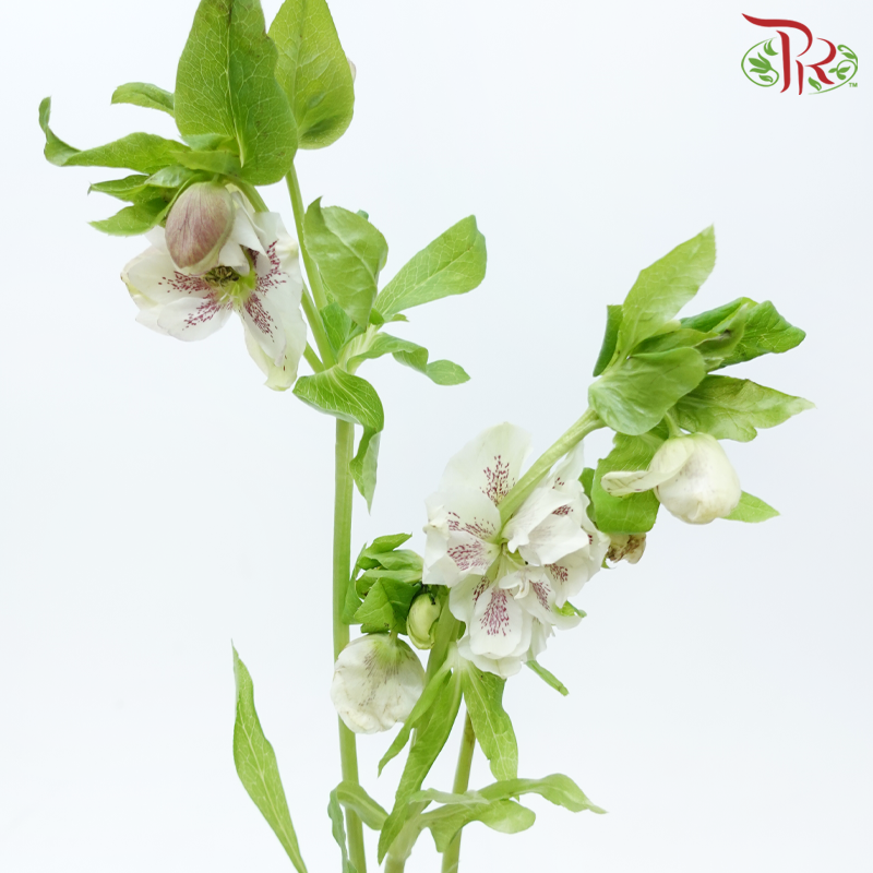 Helleborus - Pink (Per Bunch)-Pink-China-prflorist.com.my