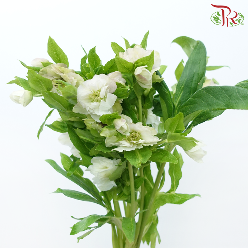 Helleborus - Pink (Per Bunch)-Pink-China-prflorist.com.my