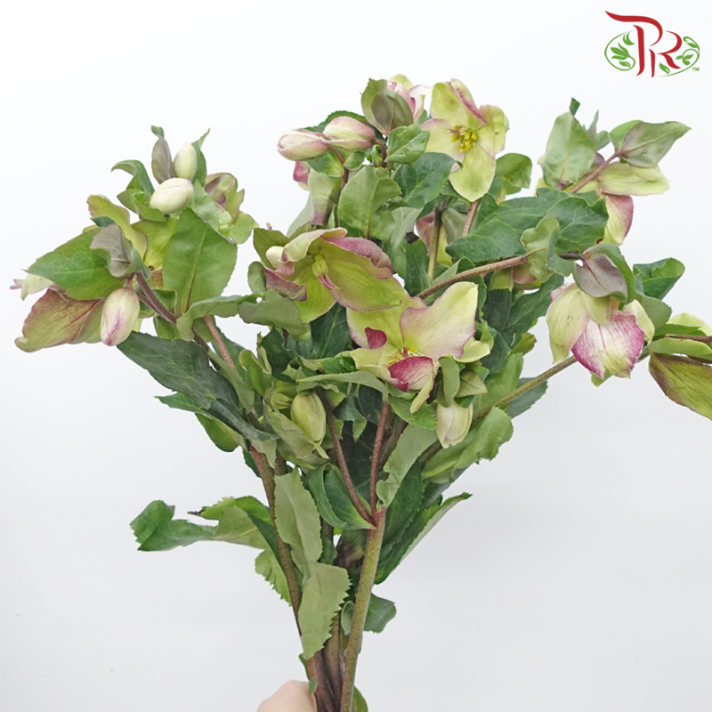 Helleborus - Pink (Per Bunch)-Pink-China-prflorist.com.my