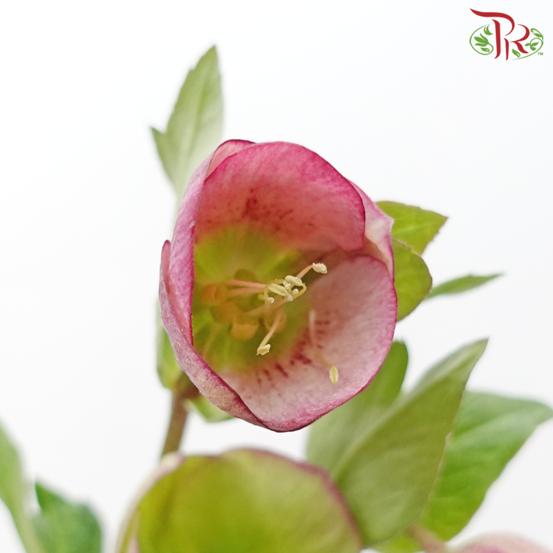Helleborus - Purple (Per Bunch)-Purple-China-prflorist.com.my